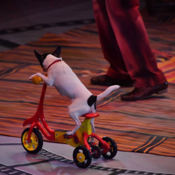 Moscow Circus Trainer Seeks Homes for Dogs Amid Act Closure