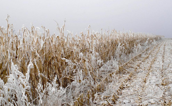Voronezh Governor Declares State of Emergency in Agriculture After Freezing Temperatures Damage Crops; Insurance Payouts Expected