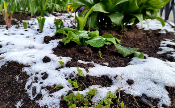 Agricultural Emergency Declared in Lipetsk, Tambov, and Voronezh Regions Due to Frost Damage