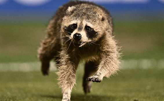 Raccoon steals the show at MLS match, eluding capture for nearly three minutes